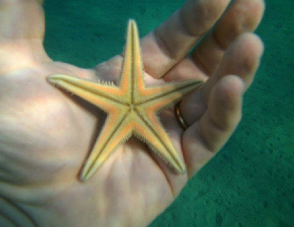 Astropecten jonstoni